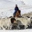 Малын хөлийн татварыг сэргээж малчдын нийгмийн асуудалд зориулах тогтолцоог бүрдүүлнэ