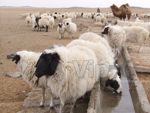 Малын гоц халдварт шүлхий өвчинд шаардагдах зардлыг шийдлээ